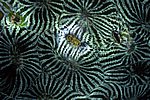 017a_S_077_072.jpg